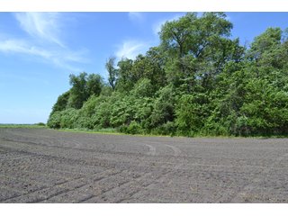 <b>PRICE REDUCED: $5,900 per acre</b><br>
This property offers productive tillable land along with two wooded areas.  Much of the larger woods near the road is on a ridge.  Investigate this area for a potential beautiful homesite as well as for hunting and recreational opportunities. <br>
<b>156.9+/- </b>Total Acres | <b>145.83+/-</b> Tillable Cropland Acres per FSA | <b>10+/-</b> Wooded Acres - 156.9+/- Acres For Sale - Cropland, Woods for Hunting/Recreational & Potential Building Sites